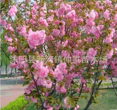 樱花苗批发 美化苗木 规格齐 嫁接樱花树苗