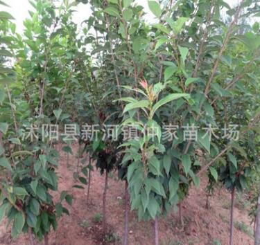 樱花苗批发 美化苗木 规格齐 嫁接樱花树苗图3
