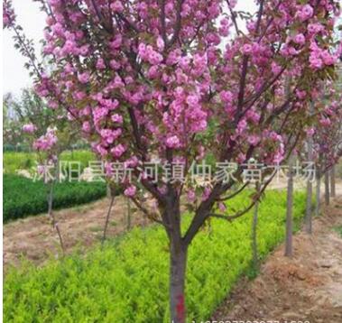 樱花苗批发 美化苗木 规格齐 嫁接樱花树苗图2