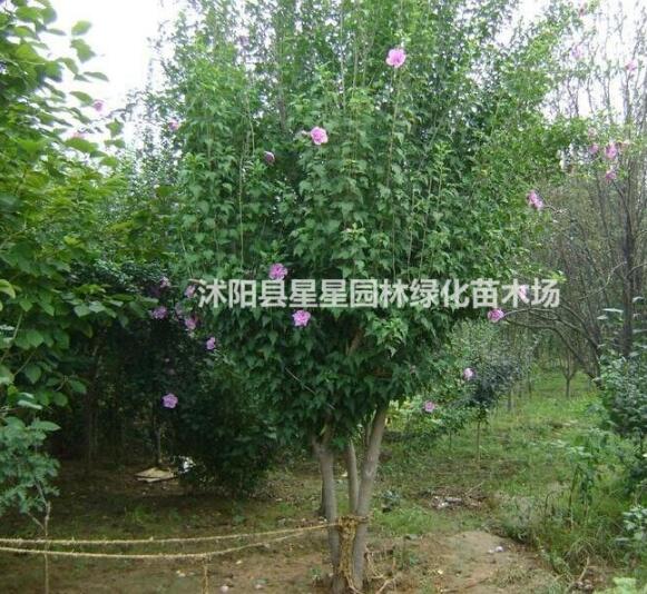 木槿最新价格，大小规格俱全。
