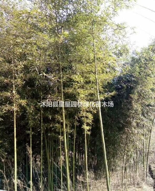 产品图片展示竹子基地供应早园竹、金镶玉竹、紫竹、刚竹、淡竹、观音等