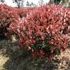 红叶石楠