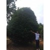 供应桂花，四季桂和八月桂