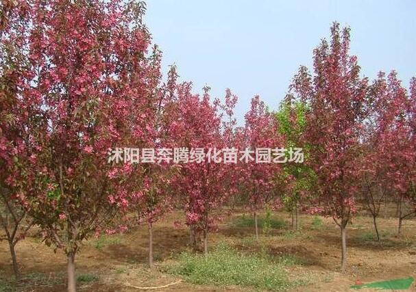 西府海棠价格_西府海棠产地_西府海棠绿化苗木苗圃基地