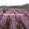 樱花价格_樱花图片_樱花产地_樱花绿化苗木苗圃基地