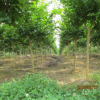 武汉苗木基地10000棵优质精品紫薇树供应