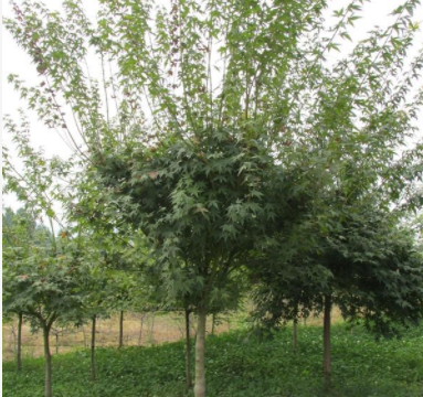 武汉苗木基地10000棵优质精品鸡爪槭树供应