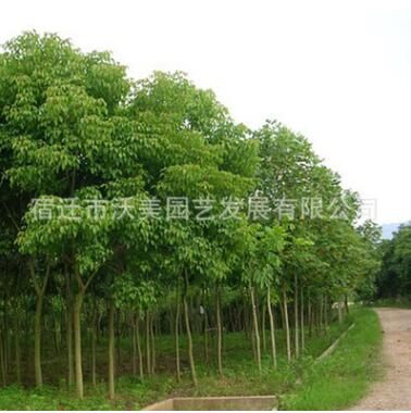 批发重阳木树苗批发 规格齐全 重阳木价格 耐寒耐旱 重阳木苗