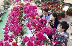 2018中国（兰州）花卉展销会