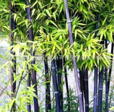 紫竹基地热销 庭院观赏竹子紫色竹子趣味美观四季常青