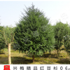 【兴梅】盆栽室内盆景珍惜树种抗癌植物【红豆杉】净化空气 06