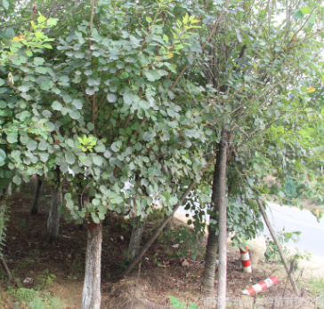批发河南黄栌树苗/基地直销/工程绿化苗木/园林造景/量大从优图1