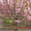 山东青岛大量供应高杆樱花100万株,和其它速生樱花，速生樱花苗嫁接苗,自产自销