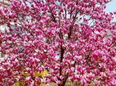 供应桂花，广玉兰，鸡爪槭，红枫，红玉兰，垂丝海棠。西府海棠，红叶李，乐昌含笑