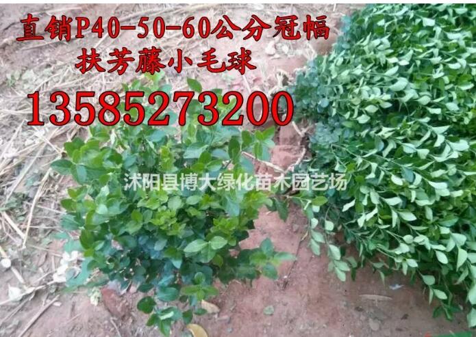 扶芳藤球价格P40-50-60公分冠幅扶芳藤小毛球价格扶芳藤