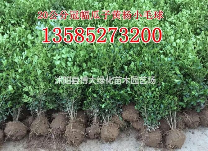 瓜子黄杨球价格（40*20瓜子黄杨小毛球价格报价表）瓜子黄杨