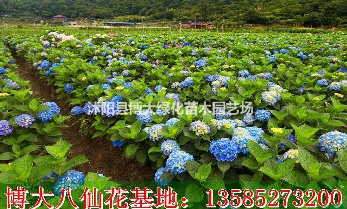 八仙花价格-绣球花价格图片高度40-50公分八仙绣球花价格表