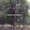 低价供应20—25公分香樟树，