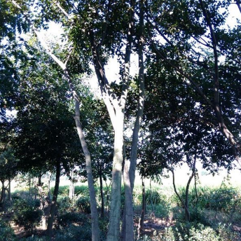 安徽蚌埠供应朴树20-30公分