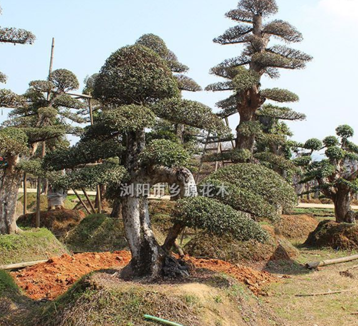 供应包上车包手续精品造型榆树桩景、古桩嫁接造型榔榆、造型春榆