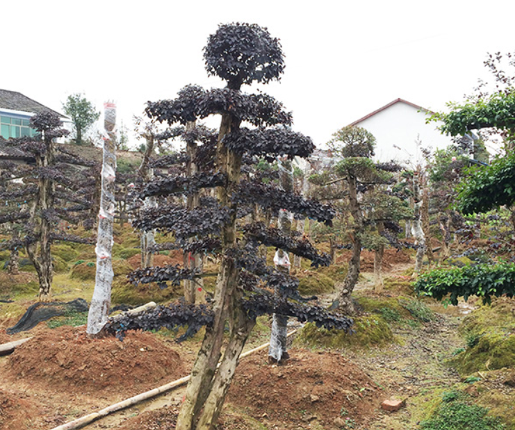 供应种植基地各种规格的嫁接造型红花继木红花继木红桎木红继木