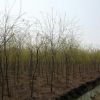 5万棵垂柳大量供应