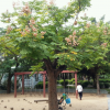 栾树