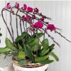 蝴蝶兰盆栽