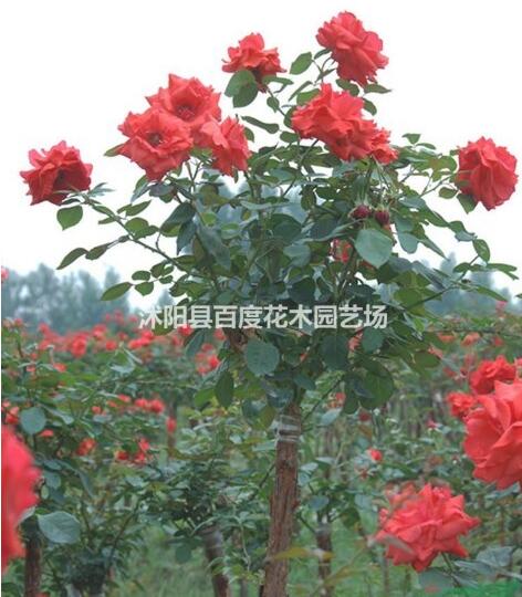 供应3公分月季树 4公分高杆月季树 5公分高杆月季树