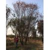 大量供应丛生独杆（茶条槭 20-50公分 毛叶海棠 蒙古栎