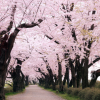 供应成都樱花基地、樱花价格