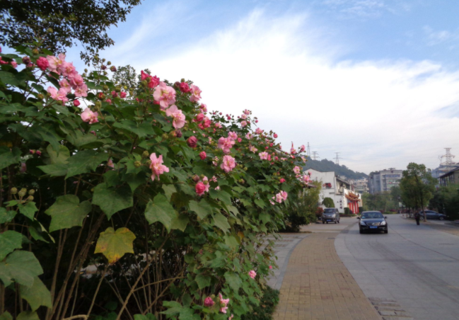 供应成都木芙蓉基地木芙蓉直销低价格批量