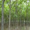 18公分红榉19公分红榉20公分红榉21公分红榉产地常年