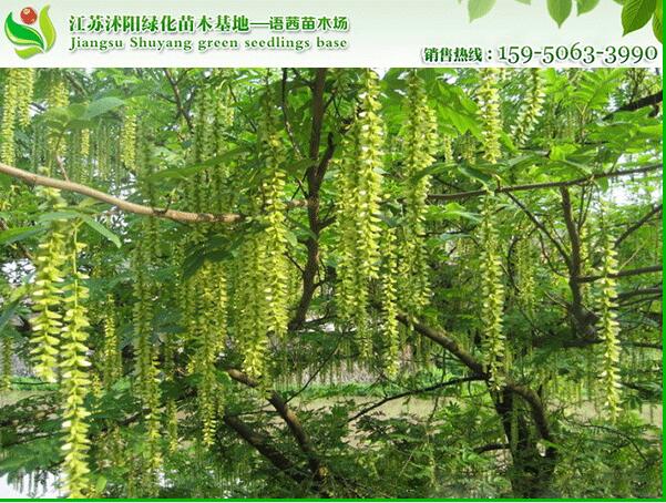 14公分凤杨树
