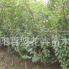 厂家直销嫁接核桃树苗 8518麻核桃 9818核桃 当年结果 包邮