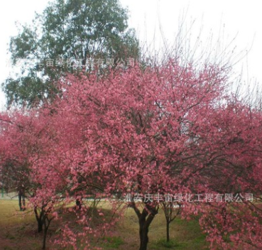 直销红梅树苗 园林观赏 冬季花卉 基底红梅小苗 四季植物庭院盆栽