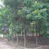 北京地区供应栾树20公分