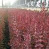 美国红叶紫薇