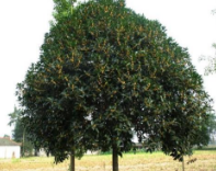 精品桂花冠幅4-7米