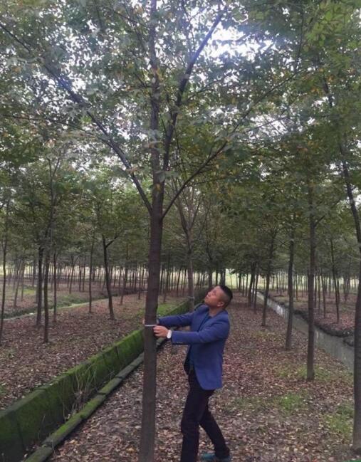 苏州地区大量供应12至16公分彩叶榉树