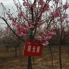 阳光樱花_高杆阳光樱花_阳光樱花价格