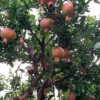 山东红袍玛玡石榴树苗