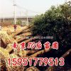 15公分香樟价格 2015香樟树价格表