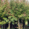 石楠、乌桕、红叶李、大叶女贞等苗木