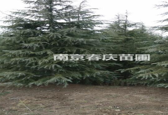 南京高度2米雪松多少钱一棵