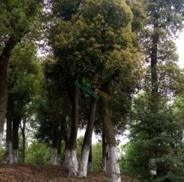 切杆移栽香樟包上车手续齐全