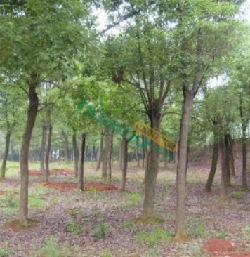 香樟包上车手续齐全