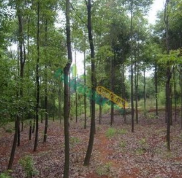 香樟包上车手续齐全