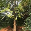 桂林银杏树供应：米径18～30公分