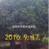 批发２５公分桂花树